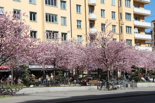 spring stockholm tree