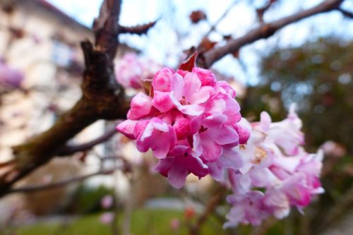 spring bloom pink