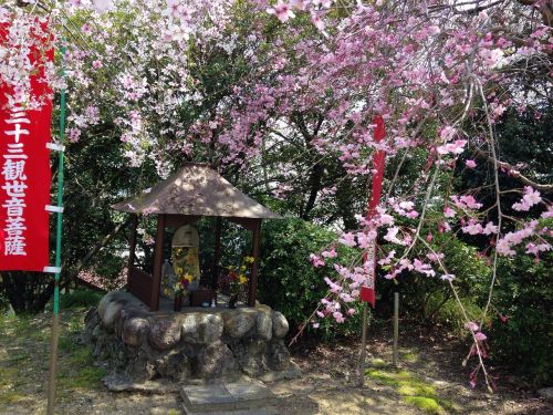 spring cherry flowers