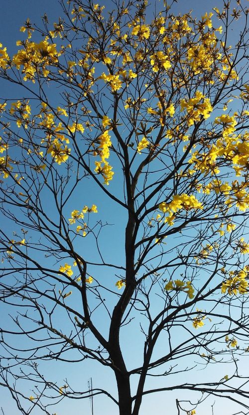 spring flower ipê tree