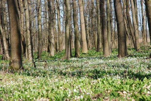 spring aspect floodplain forest snowdrops