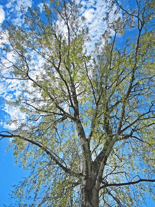 spring awakening  leaf sprouting  birch