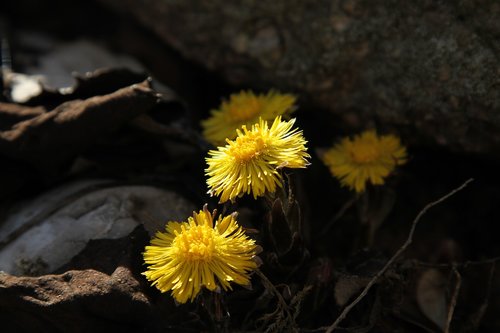 spring awakening  yellow  tussilago farfara