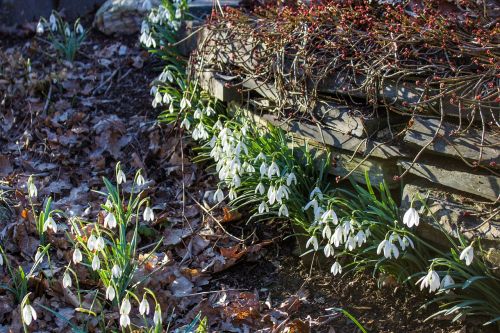 spring awakening spring flowers