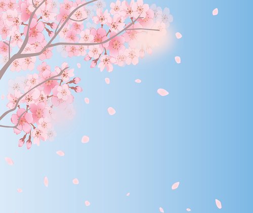 spring background  cherry blossoms  sky