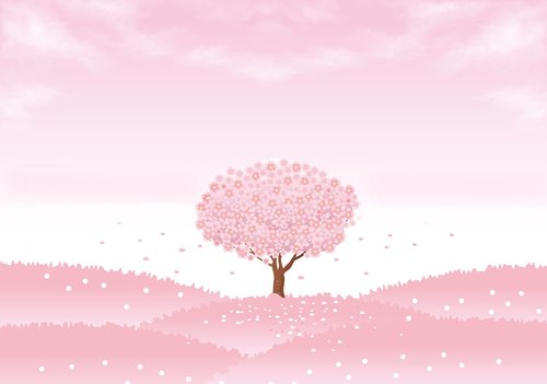 spring background  sakura tree  cherry tree