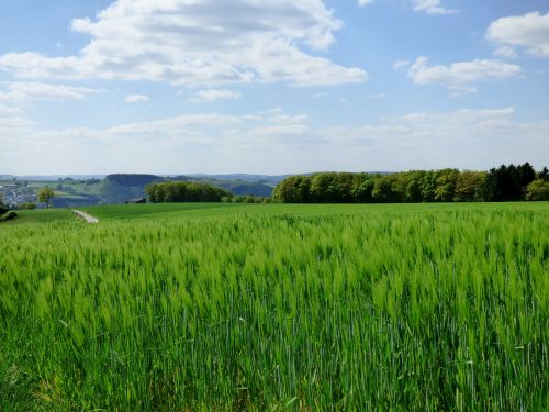 spring barley cornfield landscape