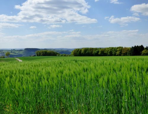 spring barley cornfield nature