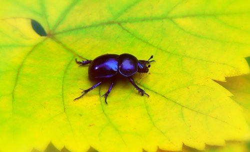 spring beetle  the beetle  leaf