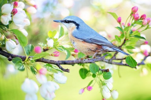 spring bird bird spring