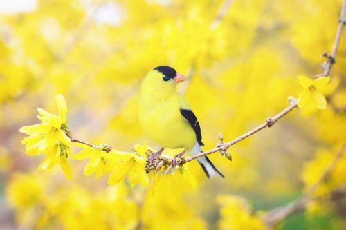spring bird bird spring