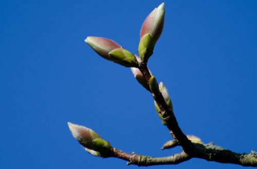 Spring Blooms On The Branch