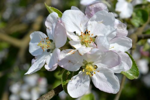 spring blossom apple tree blossom fruit tree