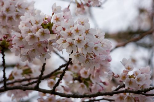 Spring Blossom Flowers