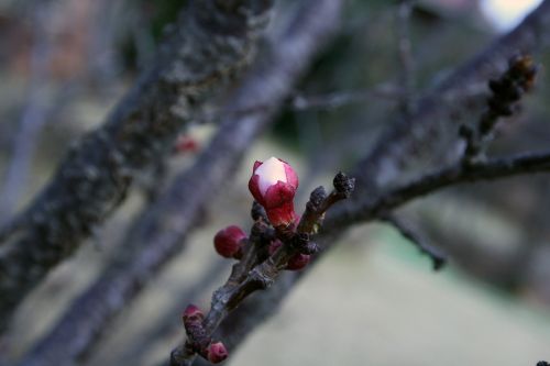spring blossoms tree fruit