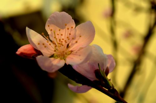 Spring Blossoms