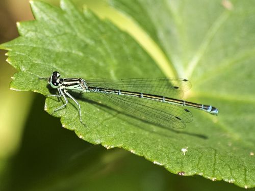 spring bridesmaid dragonfly insect