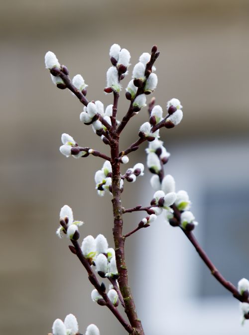Spring Buds On Tree