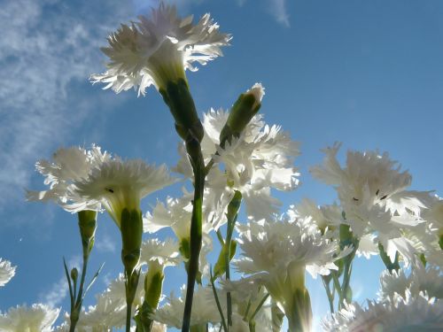 spring carnation carnation white