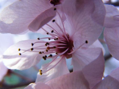 spring cherry blossom blush pink nature