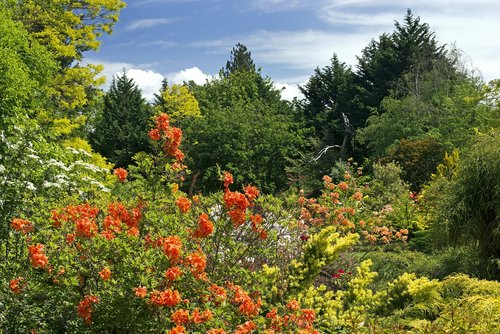 spring colors  flowers  garden