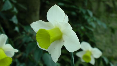 Spring Daffodil Flower