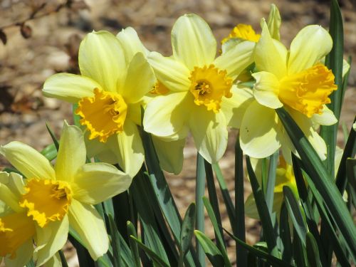 spring daffodils english garden yellow