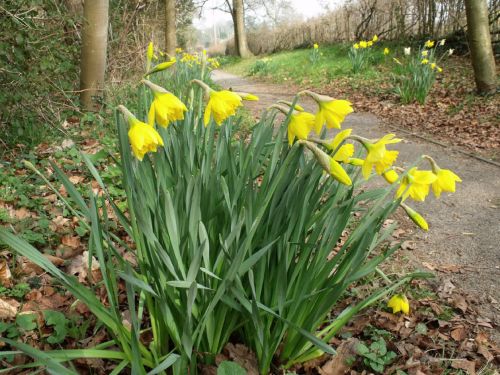 Spring Daffodils