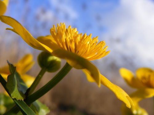 spring flower flower blue sky