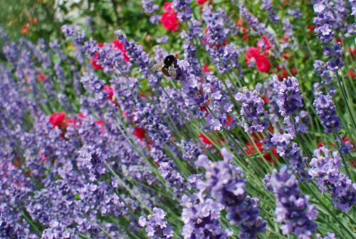 spring flower flower meadow lavender