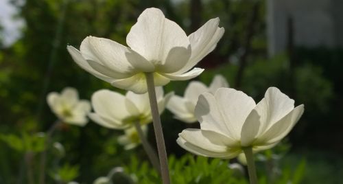 spring flower sunshine shadow