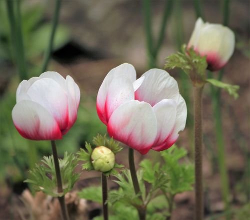 spring flower flower garden bud