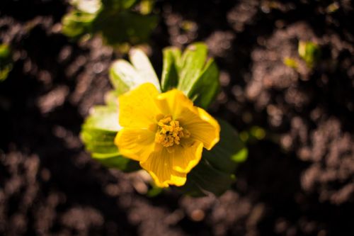 spring flower yellow green