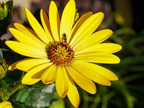 spring flower insect nectar