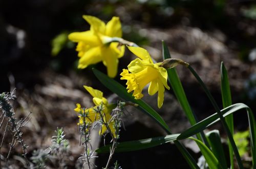 spring flower daffodils yellow