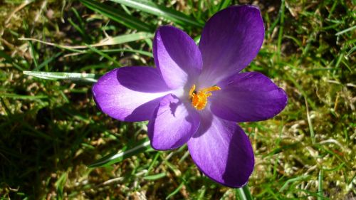 spring flower crocus blossom