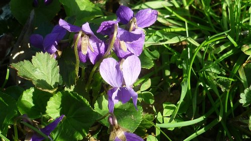 spring flower  violet  blue