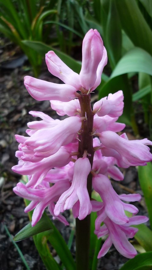 spring flower  hyacinth  blossom