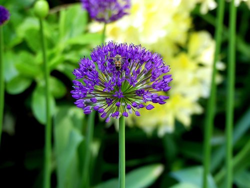 spring flower  purple  violet