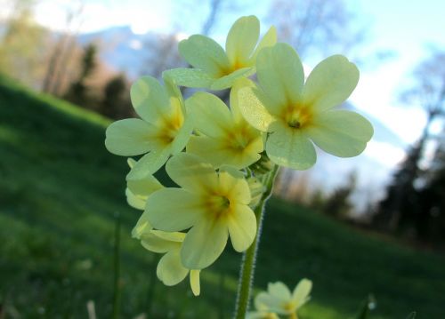 spring flower cowslip yellow