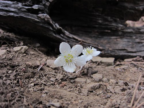 spring flower  swild flowers  rana flowers