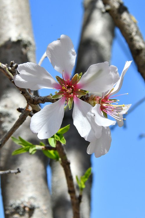 spring flower  spring  kikelet pansio