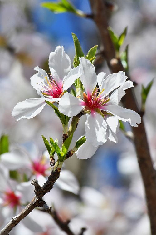 spring flower  spring  kikelet pansio
