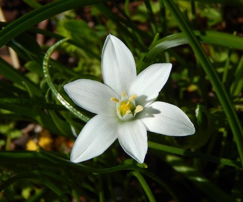 spring flower  star of bethlehem flower  white flower