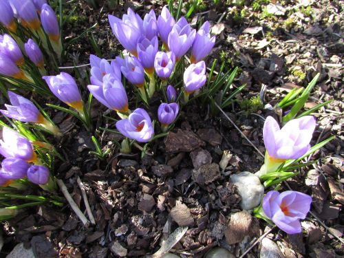 spring flower crocus purple