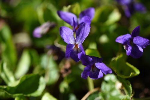 spring flower early bloomer violet