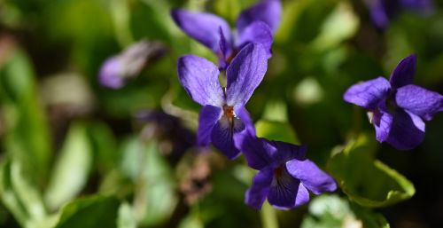 spring flower early bloomer violet