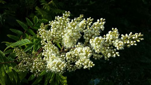 spring flower acacia blossom