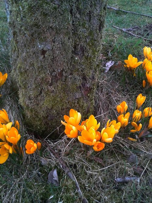 spring flower yellow orange tulip