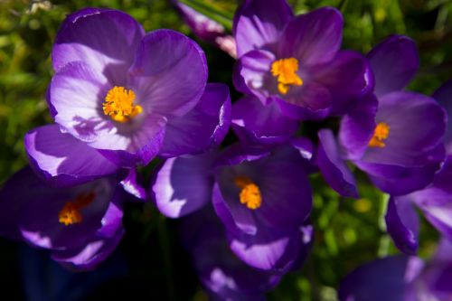 Spring Flower, Crocuses